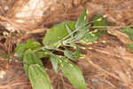 Bosc's panicgrass